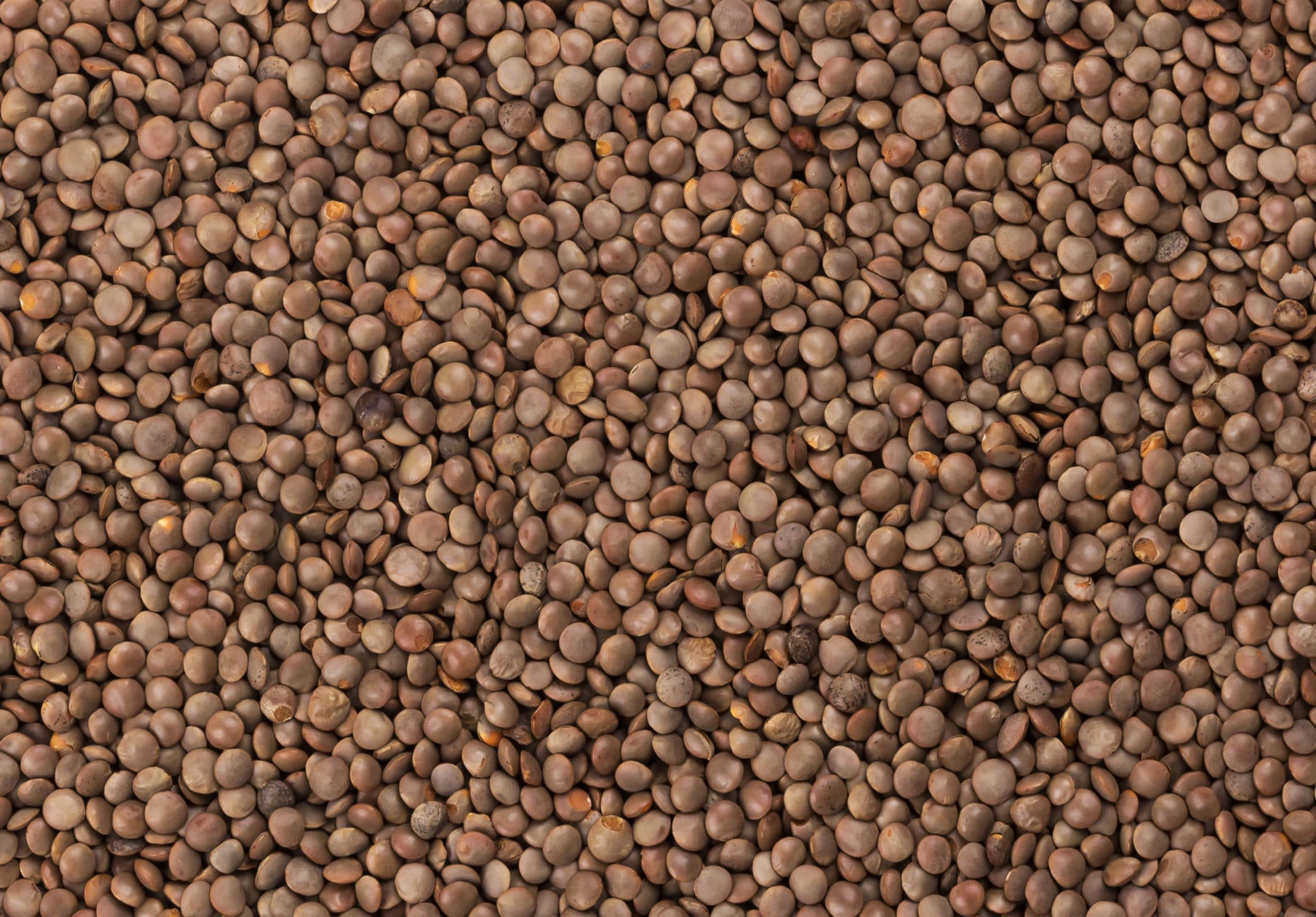 Close-up of raw dried red lentils