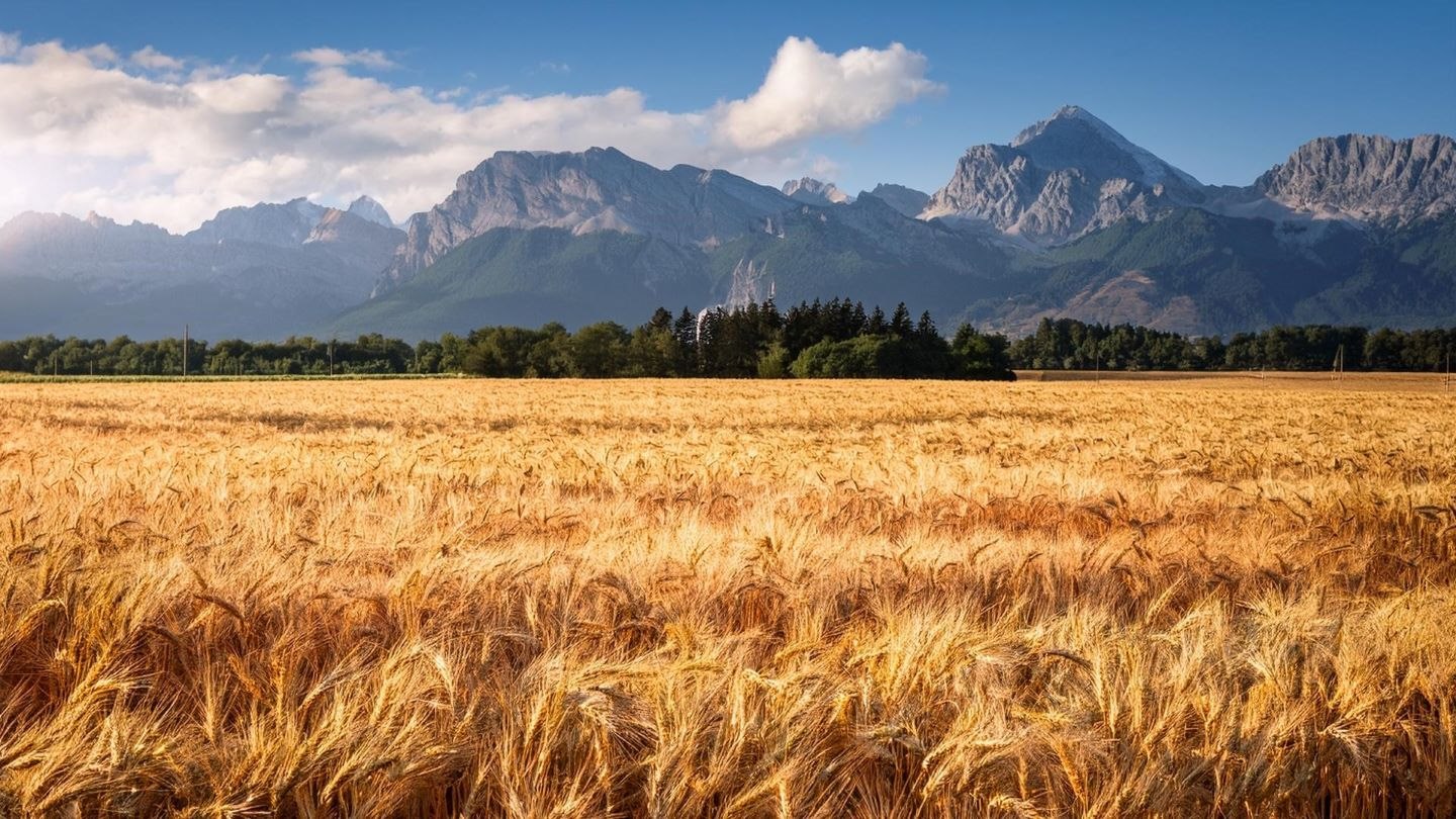 Golden wheat field with a mountain landscape