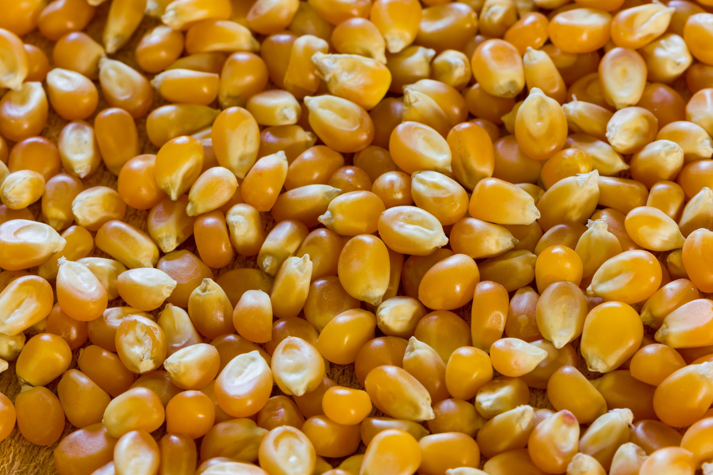 Close-up of raw maize kernels