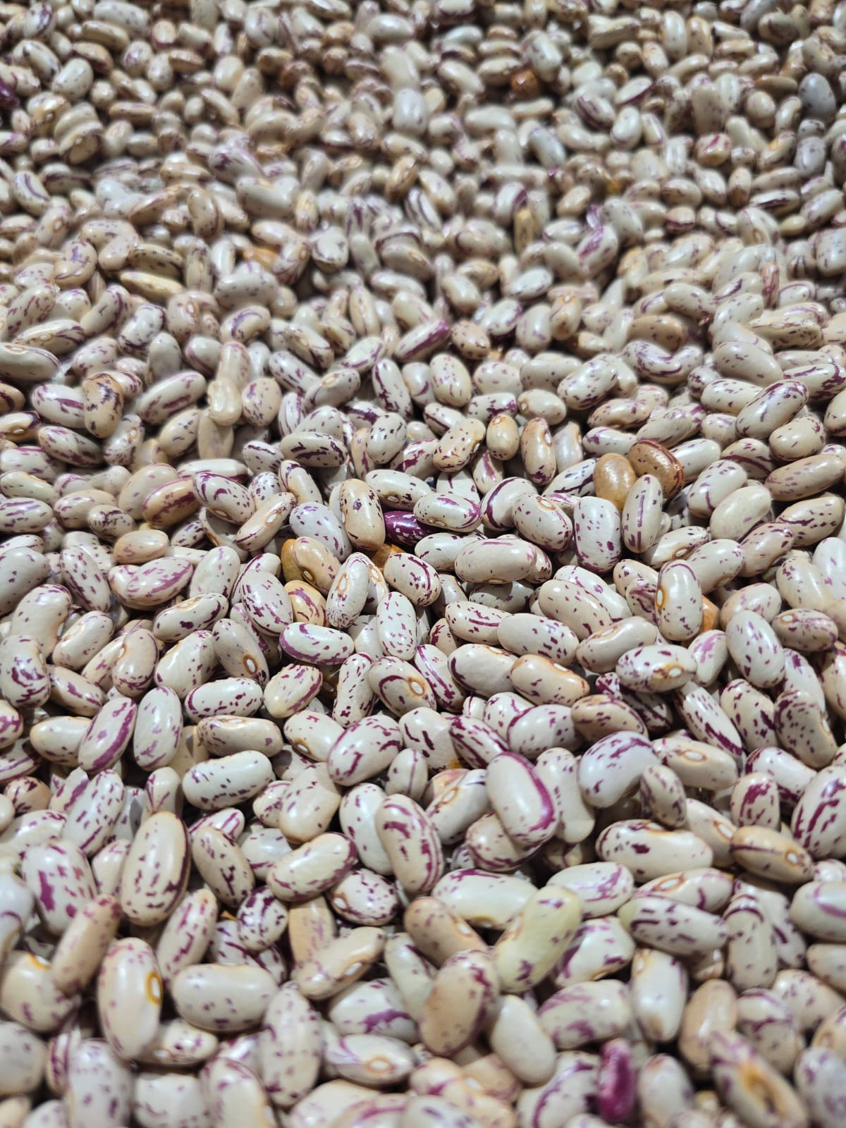 Close-up of raw dried beans