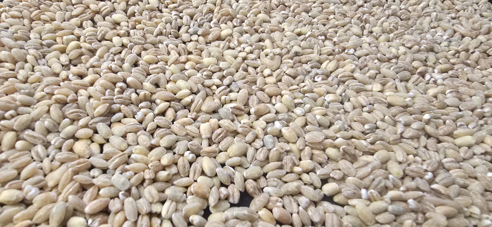Close-up assortment of seeds and grains